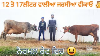 11ਲੀਟਰ ਅਤੇ 17ਲੀਟਰ ਵਾਲੀ ਜਰਸੀ ਗਾਵਾਂ ਵੀਕਾਓ। jarsey cow for sale/vadiya farm/2-1-23