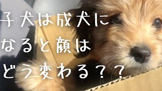 【成長記録】マルックスの子犬が生後2ヶ月から生後10ヶ月の成犬になるまで(マルチーズ×ミニチュアダックスフンドのミックス犬)