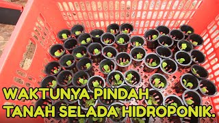 PINDAH TANAM SELADA HIDROPONIK | RUTINITAS KELUARGA SAAT WEEKEND.