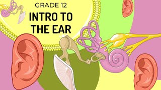 INTRO to the Structure of the EAR (UPDATED) | The main structures and their functions