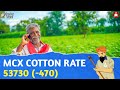 kapas na bhav 26 02 2025 કપાસના ભાવ 2025 information about cotton crop price commodity trend