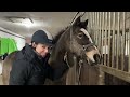 breaking in a buckskin pony 🥰 weekly vlog 238