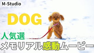 【メモリアル感動ムービー＃１２ ～ＤＯＧ～ 】愛犬をテーマに制作しました。LINEで完結　写真とメッセージがあれば即納いたします。＃葬式＃葬儀＃終活＃エンディングムービー＃動画制作＃メモリアルムービー