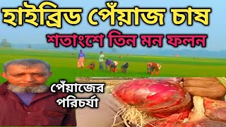 ফরিদপুর হাইব্রিড পেঁয়াজ চাষ শতাংশ ফলন হবে তিন মন। পেঁয়াজ গাছের মাথা মরা ও পঁচার কারণ।  চাষ পদ্ধতি।