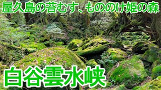 【解説付】屋久島の苔むす「もののけ姫」の森、白谷雲水峡(鹿児島県)