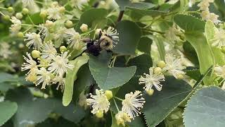 Collecting and Making Linden Tea