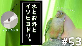 【ウロコインコ】よも日記#53