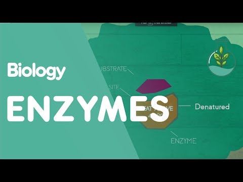 What is meant by enzyme denaturation?