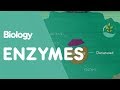 How Enzymes Denature | Cells | Biology | FuseSchool