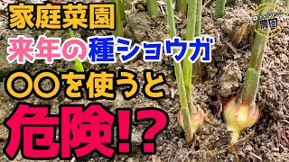 【生姜】収穫目前！　来年に向けての注意点【家庭菜園】【種生姜】50年前の貴重映像も！！！