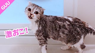 お風呂が嫌で怒りながら鳴き続けちゃう猫が可愛い！［スコティッシュフォールド］