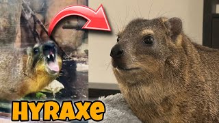 Hyraxes Are Cool Trading Meme ||Meme Super Shop||