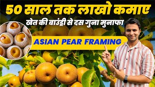 भारत में नाशपाती की खेती से दसगुना मुनाफा 🍐🍐 Asian Pear Farming 📞8171531044