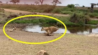 Simba aliwezwa GAZELLE JUMP OVER LION ESCAPE DEATH MOST INCREDIBLE AMAZING MOMENT