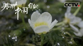 【ENG】可爱小花如隐居仙子 大半年都躲在水下不见真容《美丽中国自然》察青松多系列 【CCTV纪录】