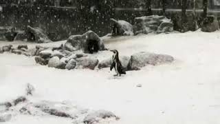 London Zoo's animals get a taste of winter