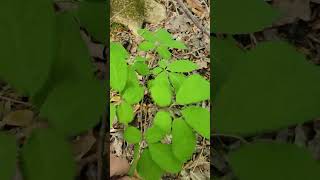 This is the Most Valuable Wild Plant in the US #ginseng