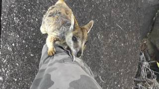 Super Friendly Wild Wallaby