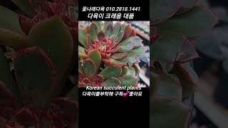 다육이 크레용 Korean succulent plants #다육식물 #다육이들