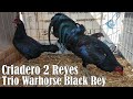 Beautiful Warhorse Black Rey Giros Grey Criadero 2 Reyes Estado de Mexico