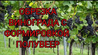 ОБРЕЗКА ВИНОГРАДА: САМАЯ УДОБНАЯ ФОРМИРОВКА ПОЛУВЕЕР