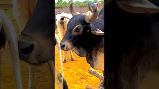 Breeding Process In Cow's #breeder #farming #tharpaker