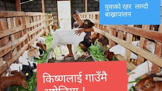 जसले अष्ट्रेलिया जाने सोंच त्यागेर गाउँमा बाख्रापाल्न थाले । Kishna Malla's coveted Boyer goat