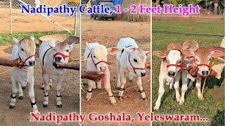 Nadipathy cattle | 1 -2 Feet Height | #youtube #animals #cow #youtubeshorts #yt #indiancattle