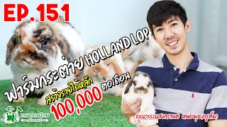 ฟาร์มกระต่าย Holland Lop l  เกษตรกรไทย สร้างรายได้ Ep151