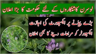 Alfalfa Lucerne export policy|How to grow Alfalfa in Pakistan|Lucerne Hay and it's usage