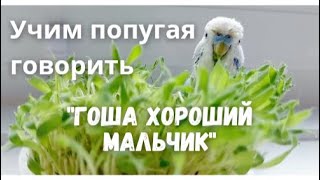 Учим попугая говорить Гоша хороший мальчик