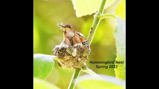 Hummingbird Nest 2022