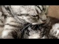 【リラックス動画】猫の毛繕いとゴロゴロ音がいっぱい楽しめる動画 【いっぱい 181分】