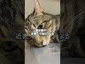 猫に嫌われる人の特徴5選　 猫のいる生活 雑学 ねこ ねこの気持ち 保護猫 voicevox 青山龍星