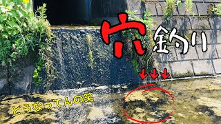 【無限に釣れる穴】大栗川