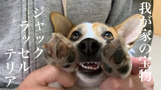 ちょっとお風呂が苦手なジャックラッセルテリア【ジャックラッセルテリアのミラ】　Mira Jack Russell Terrier