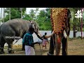 കൂടൽമാണിക്യം മേഘാർജ്ജുനന്റെ കുളിസീൻ i koodalmanikyam megharjunan elephant i kerala