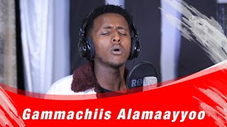 Gammachiis Alamaayyoo