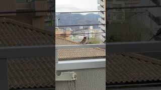 【ベランダすずめ】鳴いたらすぐ飛んで来るよ！ あれ••？