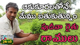 ఒక్కసారి నాటితే 60 సార్లు పుదీనా కోసుకోవచ్చు | Mint Leaves Cultivation | Telugu Rythubadi