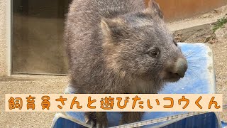 【ウォンバット】飼育員さんと遊びたいコウくん☆