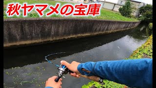 この用水路は秋ヤマメの宝庫です‼️