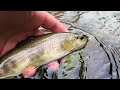 lozère pêche à la mouche dans le tarn et la mimente