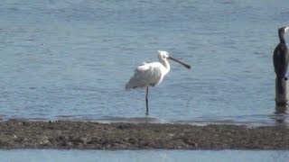 珍しいヘラサギが飛来　排泄アリ 埼玉県川越市 伊佐沼