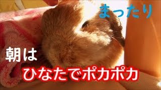 お日様は大事です　ぽかぽか日向ぼっこ【９歳みーちゃん】