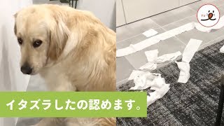 反省してるのが一目でわかる、この表情🙇 でも心の中では…？🤔【PECO TV】