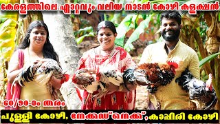 ഏറ്റവും നല്ല നാടൻ പുള്ളിക്കോഴികളെ വാങ്ങാം || Country Chicken Farming kerala