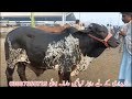 today multan cow mandi fresh video multan mandi ki video global village farming