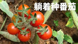 我尝试把番茄（西红柿）躺着种植，看看会发生什么？