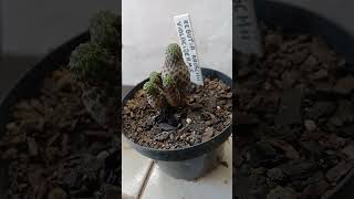 Cacto Rebutia Rauschii Violacidermis- #cactobrasil #cactus